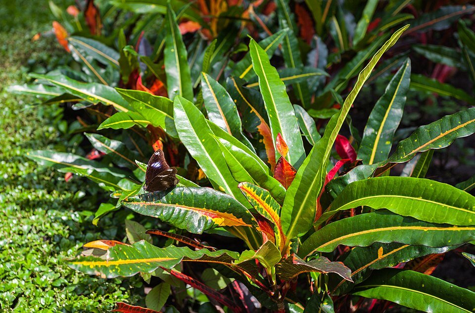 Tropische Codiaeum variegatum plant met bonte bladeren en groeit in Vietnam.