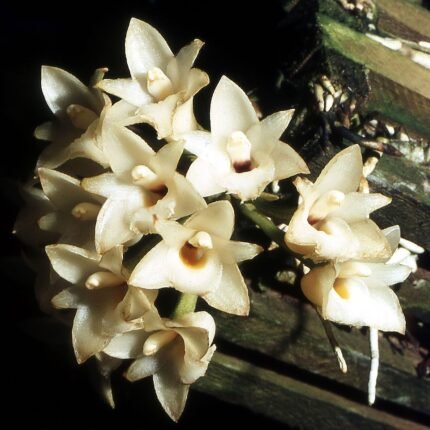 Coeliopsis hyacinthosma orchidee met paarse bloem in schaduwrijke setting.