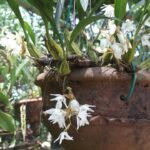 Coelogyne breviscapa orchidee met bloemen uit Yercaud, Salem, India.
