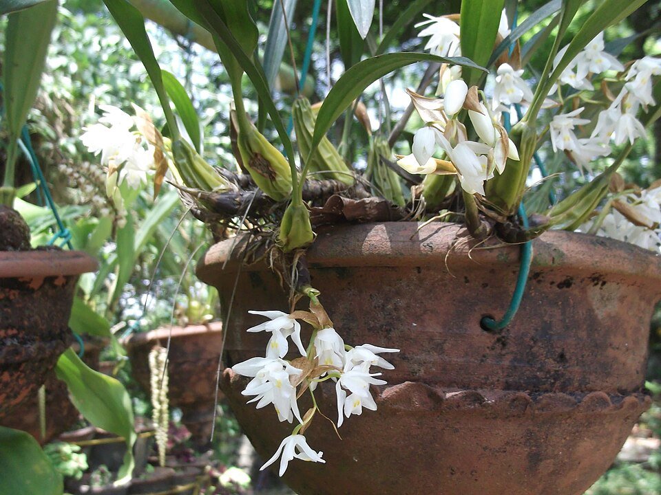 Coelogyne breviscapa orchidee met bloemen uit Yercaud, Salem, India.