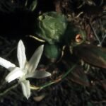 Witte orchidee bloem met lange stelen en delicate bloemblaadjes op groene achtergrond.