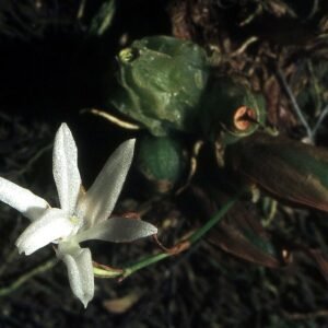 Witte orchidee bloem met lange stelen en delicate bloemblaadjes op groene achtergrond.