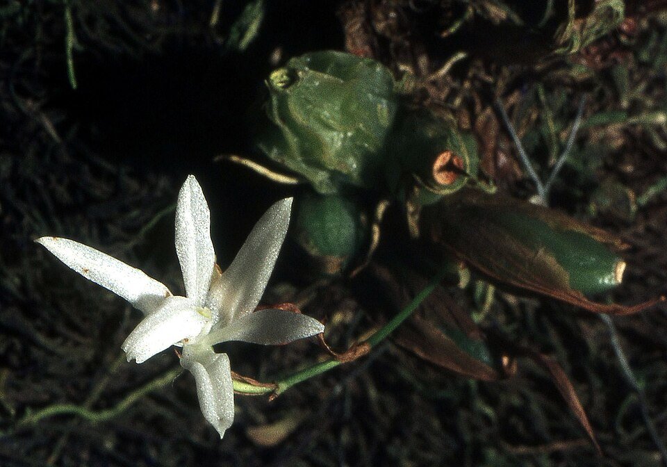 Witte orchidee bloem met lange stelen en delicate bloemblaadjes op groene achtergrond.