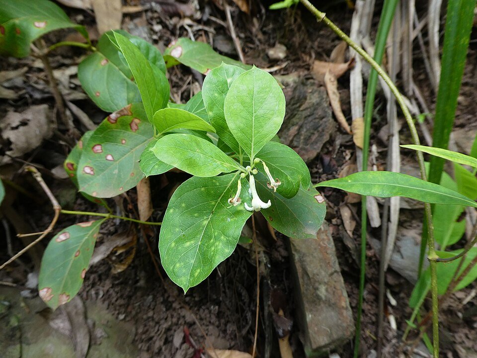 Close-up van Coelospermum reticulatum bloem in zachte pastelkleuren.