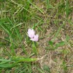Alpentijloos bloeiende plant met paarse bloemen op groene bladeren.