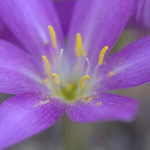 Bloeiende Colchicum boissieri plant met witte bloemen en groene bladeren.