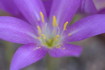 Bloeiende Colchicum boissieri plant met witte bloemen en groene bladeren.