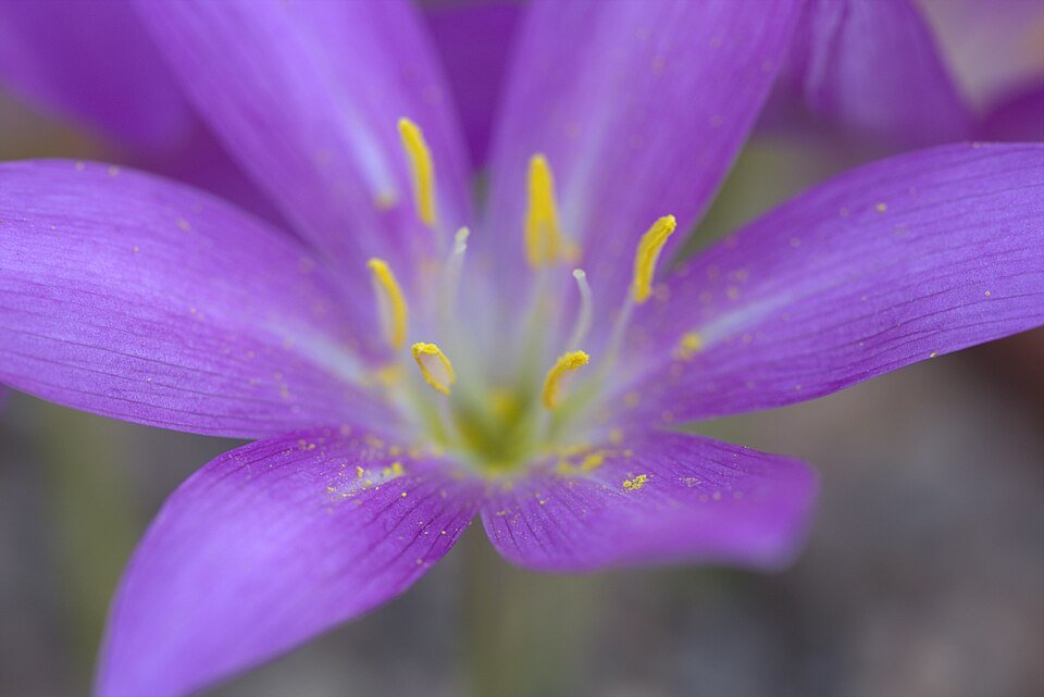 Bloeiende Colchicum boissieri plant met witte bloemen en groene bladeren.