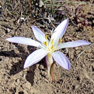 Witte Colchicum bulbocodium bloem met groen blad op natuurlijke achtergrond.