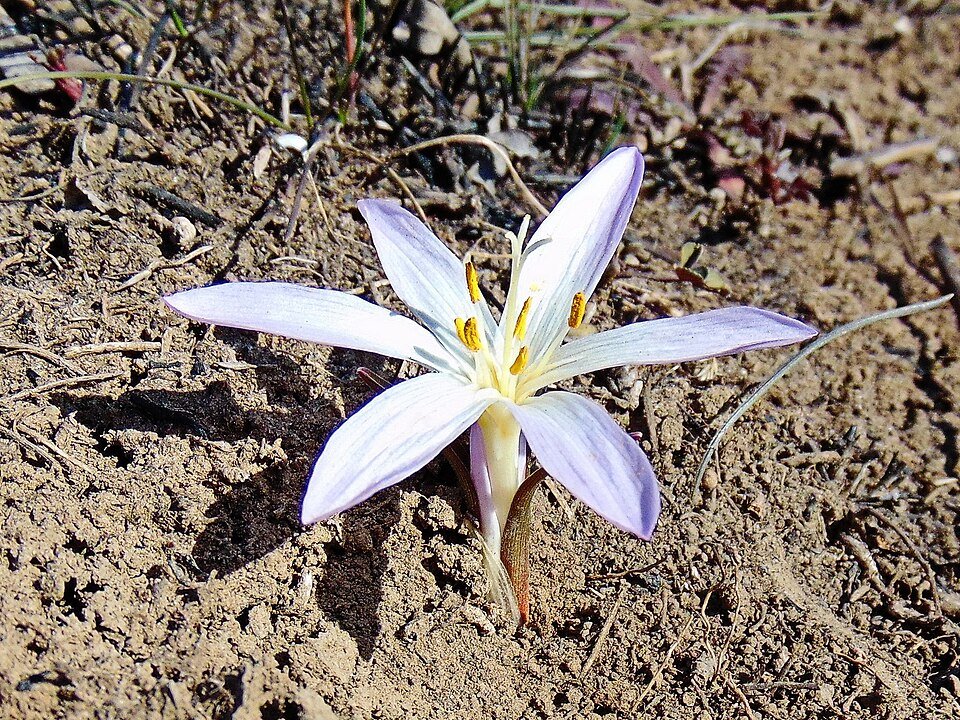 Witte Colchicum bulbocodium bloem met groen blad op natuurlijke achtergrond.