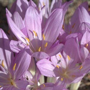 Bloeiende Colchicum cilicicum plant met paarse bloemen en groen blad.