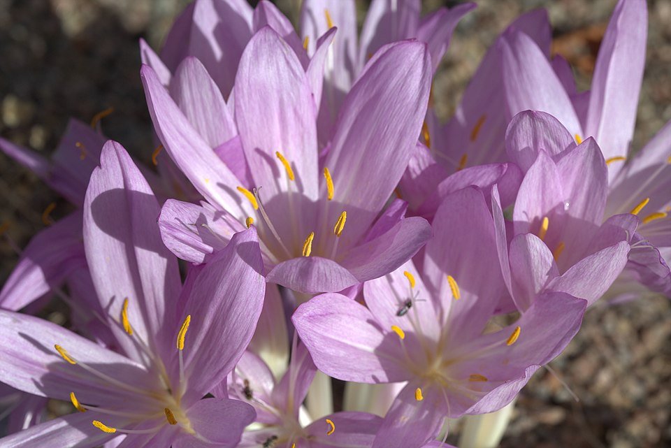 Bloeiende Colchicum cilicicum plant met paarse bloemen en groen blad.