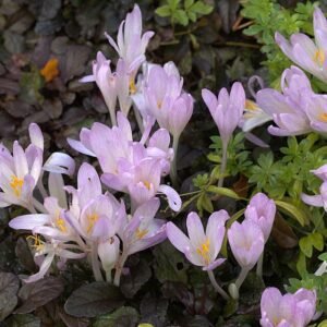 Bloeiende Colchicum davisii plant met paarse bloemen en groen blad.