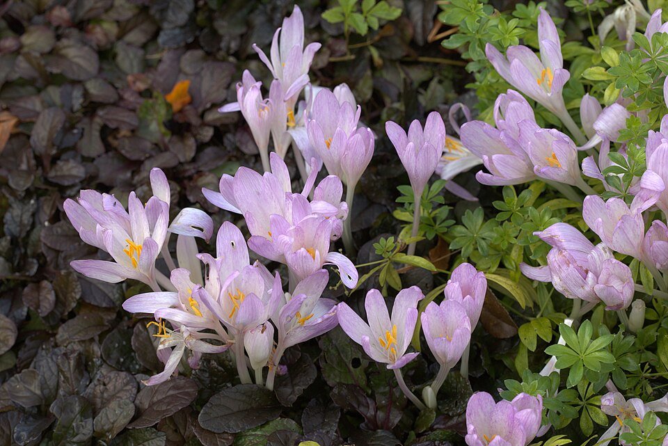 Bloeiende Colchicum davisii plant met paarse bloemen en groen blad.
