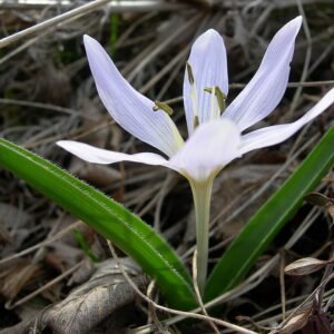 Colchicum hungaricum bloemen in close-up op Szársomlyó-berg.