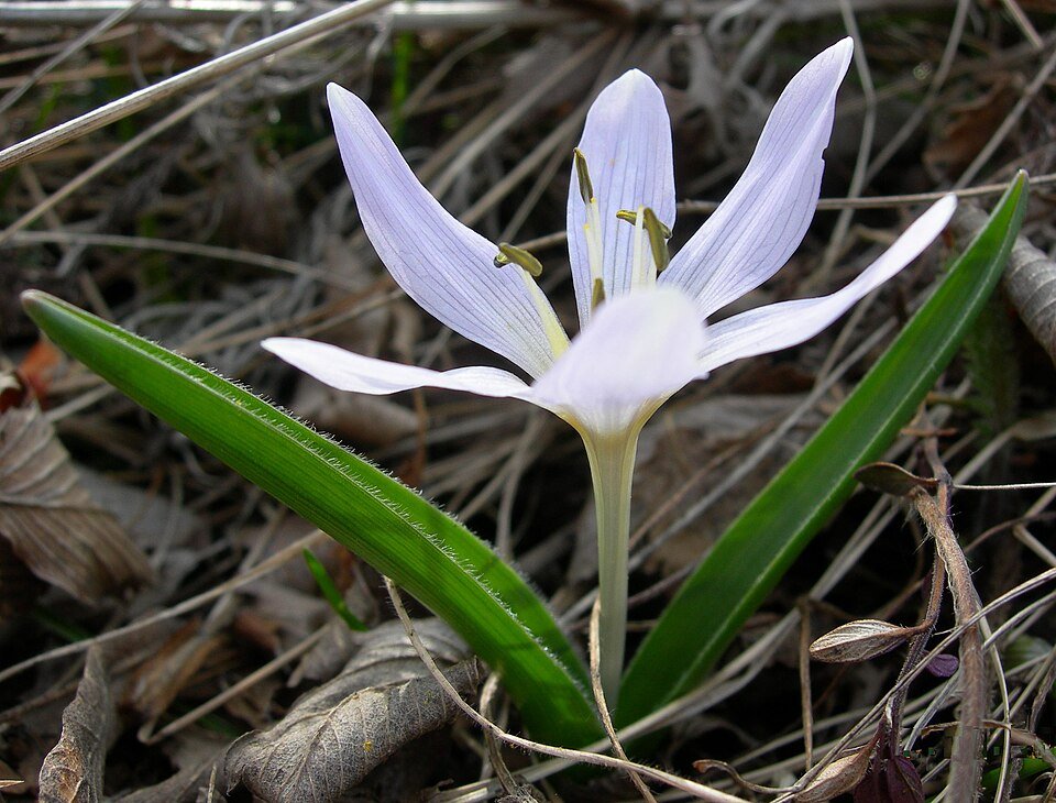 Colchicum hungaricum bloemen in close-up op Szársomlyó-berg.