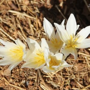 Colchicum kotschyi bloem in paarse tinten op groene bladeren.
