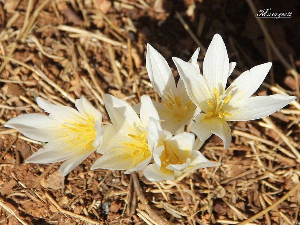 Colchicum kotschyi bloem in paarse tinten op groene bladeren.