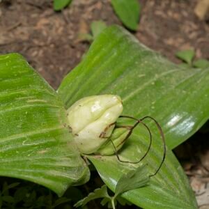 Colchicum macrophyllum bloem in bloei, paarse kleur op groen blad.