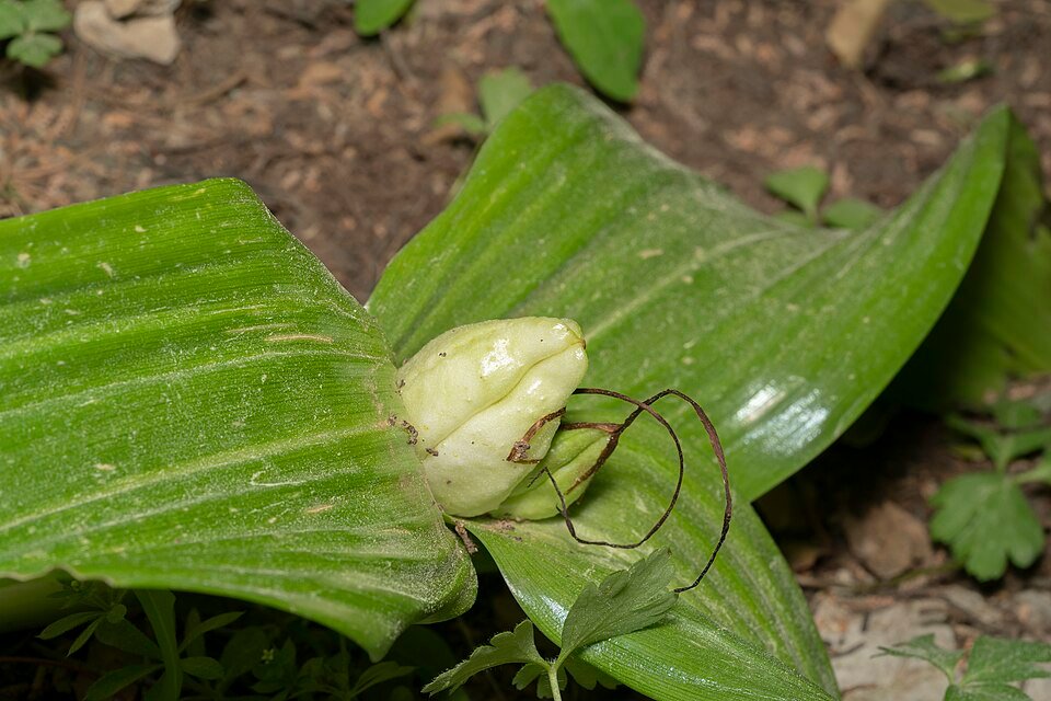 Colchicum macrophyllum bloem in bloei, paarse kleur op groen blad.