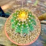 Coleocephalocereus aureus cactus met heldergele groene stelen en clusters van kleine witte bloemen.