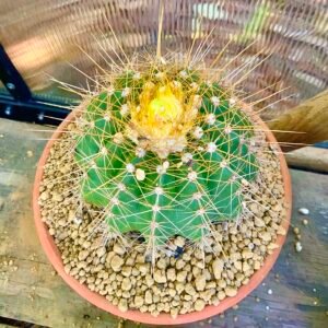 Coleocephalocereus aureus cactus met heldergele groene stelen en clusters van kleine witte bloemen.