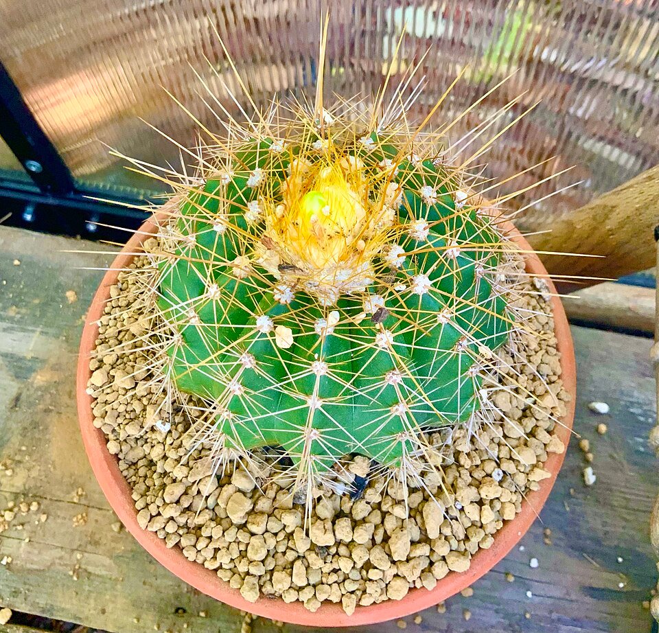 Coleocephalocereus aureus cactus met heldergele groene stelen en clusters van kleine witte bloemen.
