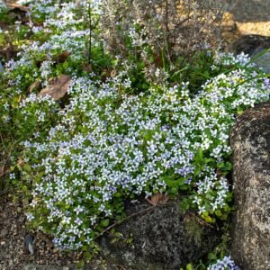 Diosma (heide) plant met roze bloemen in Mizunomori Water Botanical Garden.