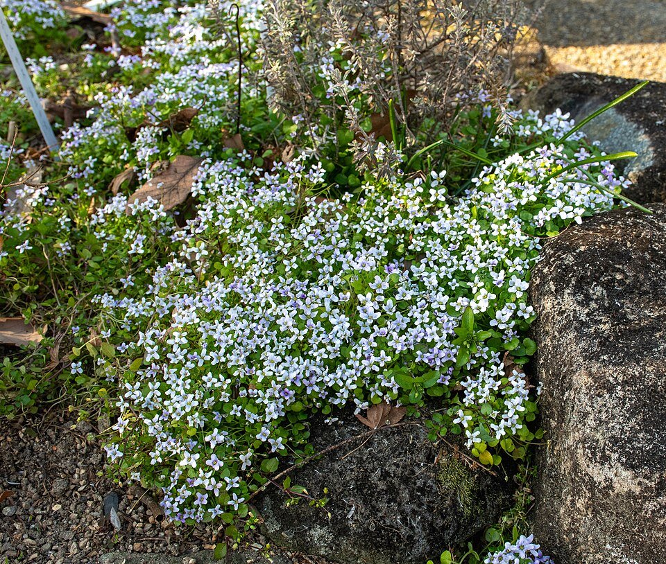 Diosma (heide) plant met roze bloemen in Mizunomori Water Botanical Garden.