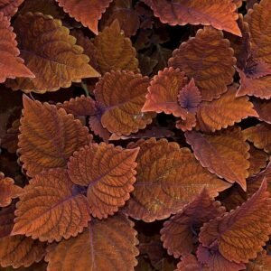 Siernetel met heldergroene en paarse bladeren op zonnige standplaats.