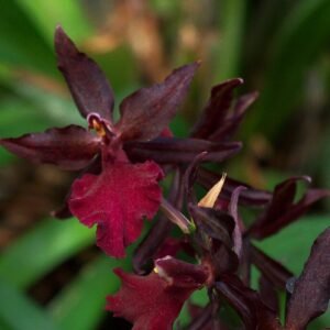 Colmanara orchidee met rode en gele bloemen en groene bladeren.