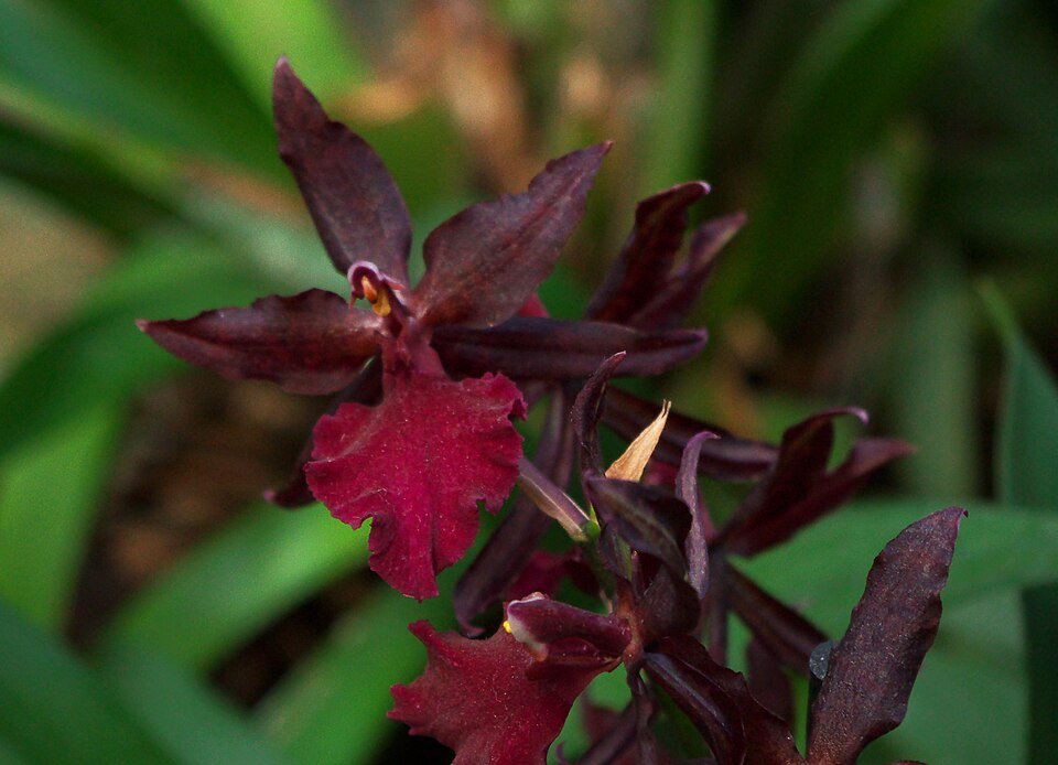 Colmanara orchidee met rode en gele bloemen en groene bladeren.