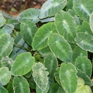 Colocasia fallax plant met groene bladeren en paarse stengels.