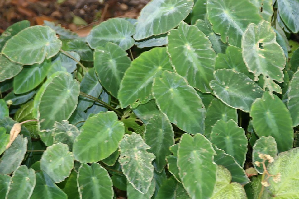 Colocasia fallax plant met groene bladeren en paarse stengels.