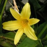 Hemerocallis minor bloem in zachte tinten met groen blad.