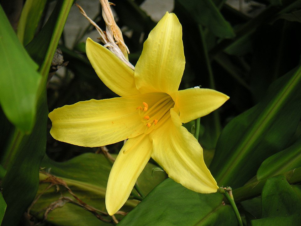 Hemerocallis minor bloem in zachte tinten met groen blad.