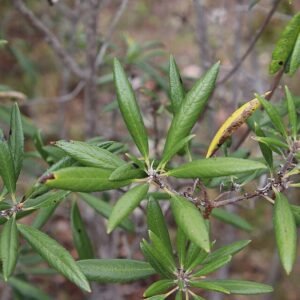 Comarostaphylis diversifolia plant met rode bessen en glanzende bladeren.