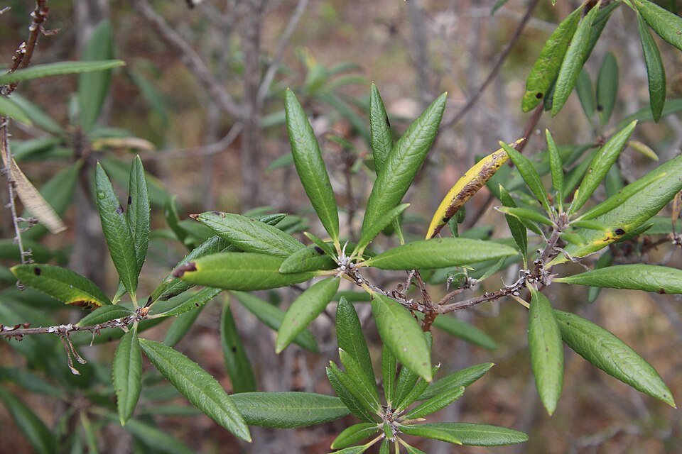 Comarostaphylis diversifolia plant met rode bessen en glanzende bladeren.