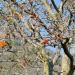 Rode Koraalboom bloem in close-up tegen groene bladeren.