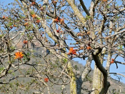 Rode Koraalboom bloem in close-up tegen groene bladeren.
