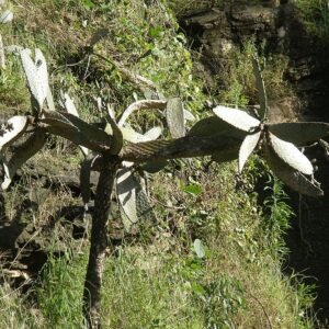 Consolea moniliformis plant met gele bloemen, gefotografeerd in Martinique.