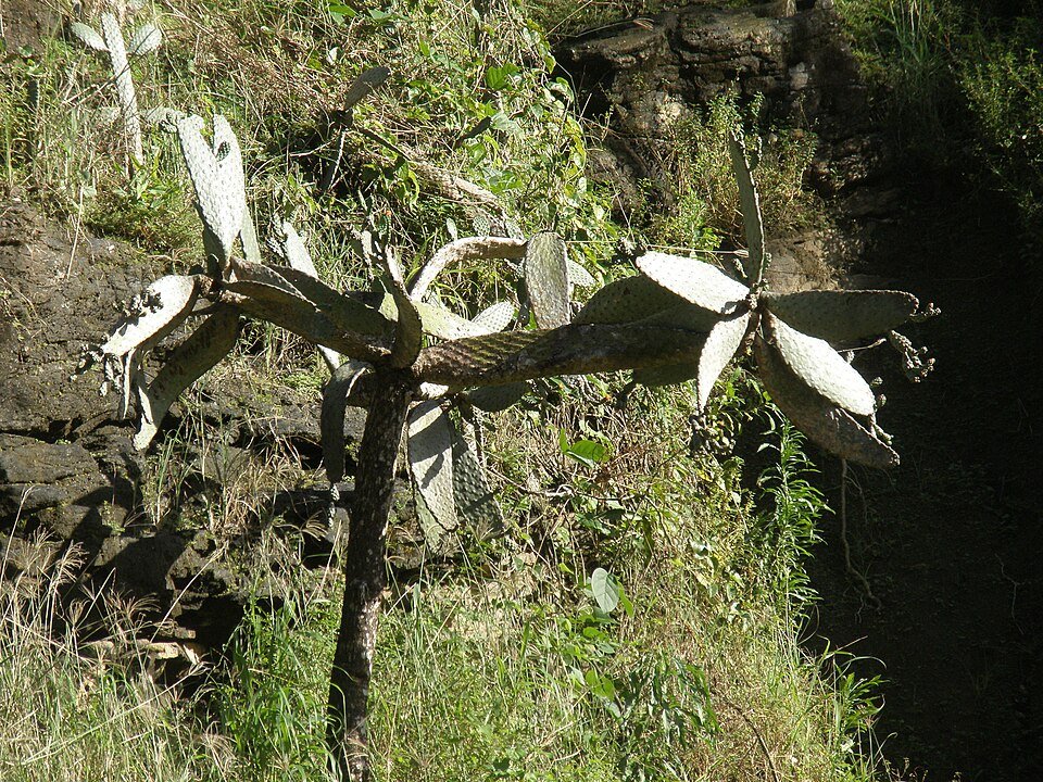 Consolea moniliformis plant met gele bloemen, gefotografeerd in Martinique.