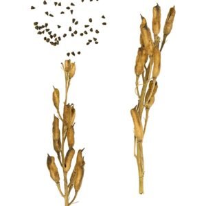 Blauwe Ridderspoor bloem met gedetailleerde botanische kenmerken.