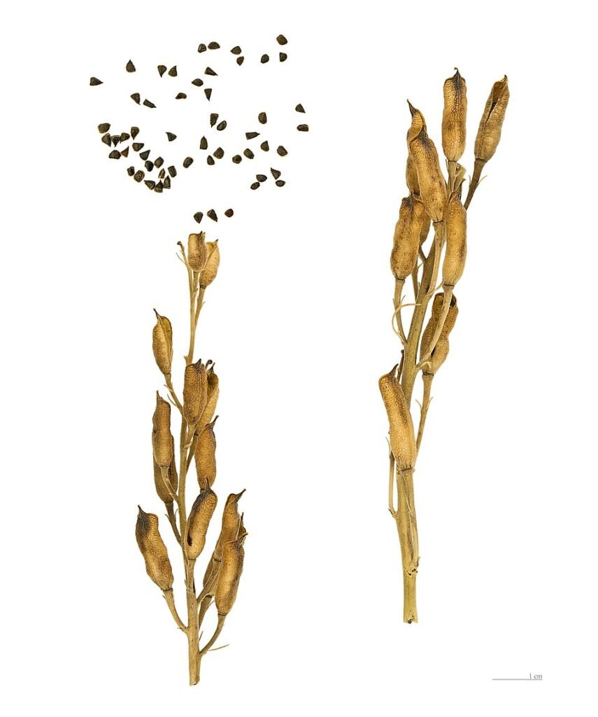 Blauwe Ridderspoor bloem met gedetailleerde botanische kenmerken.