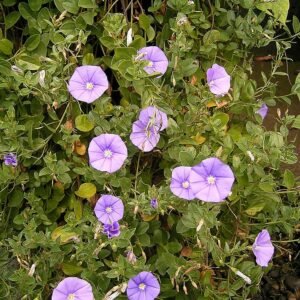 Purple Convolvulus sabatius flowers with green leaves.