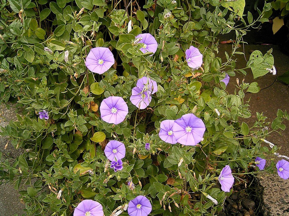 Purple Convolvulus sabatius flowers with green leaves.