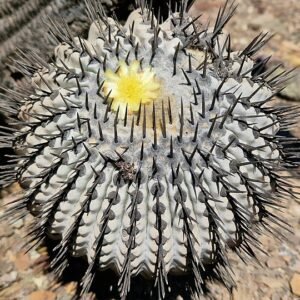Copiapoa cinerea cactus met licht grijs-groene stam en kleine witte stekels.