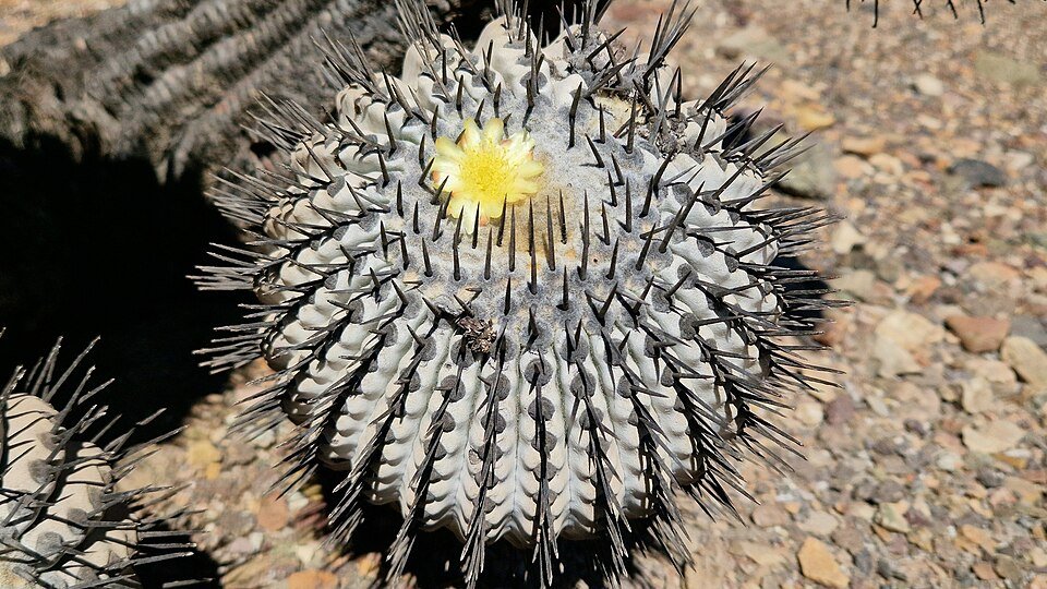 Copiapoa cinerea cactus met licht grijs-groene stam en kleine witte stekels.