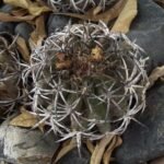 Copiapoa echinoides cactus met heldergroene bolvormige stelen en lange gele stekels.