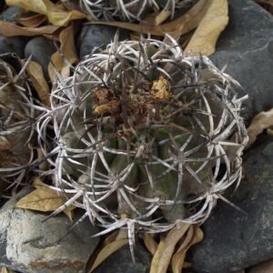 Copiapoa echinoides cactus met heldergroene bolvormige stelen en lange gele stekels.